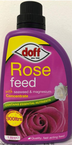 Rose Feed