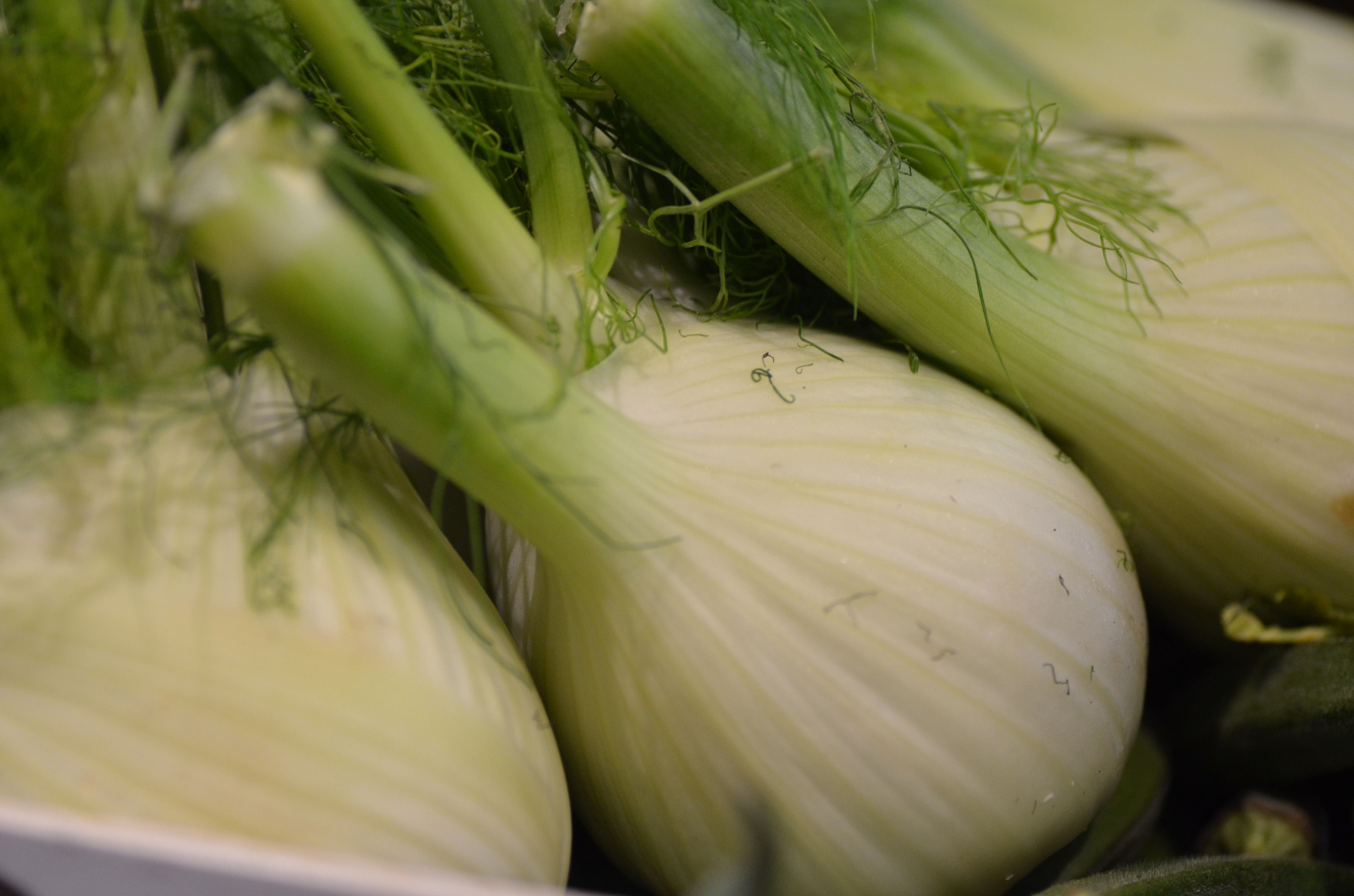 Large Fennel (£/each)