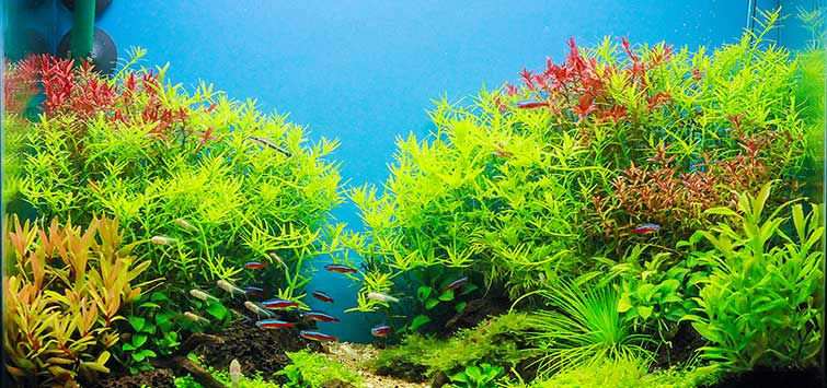 The fish care industry is undergoing a significant transformation, with high-tech fish care solutions becoming increasingly popular. While there are challenges to overcome, there are also many business opportunities in the industry for those willing to embrace innovation and stay ahead of the curve.