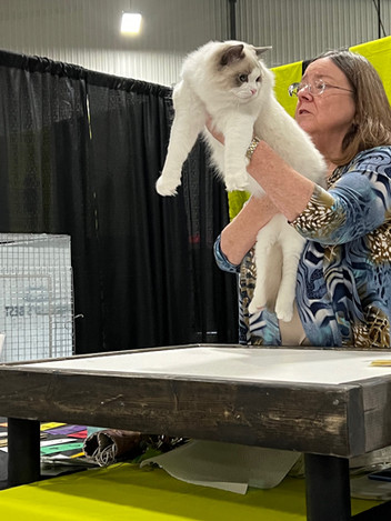 Fluffy bi-color Ragdoll cat posing for competition judges