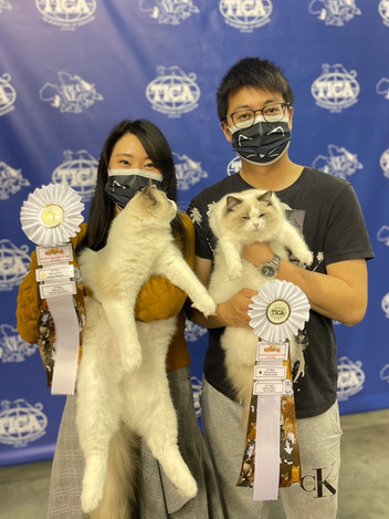 Handler grooming fluffy Ragdoll cat before judging