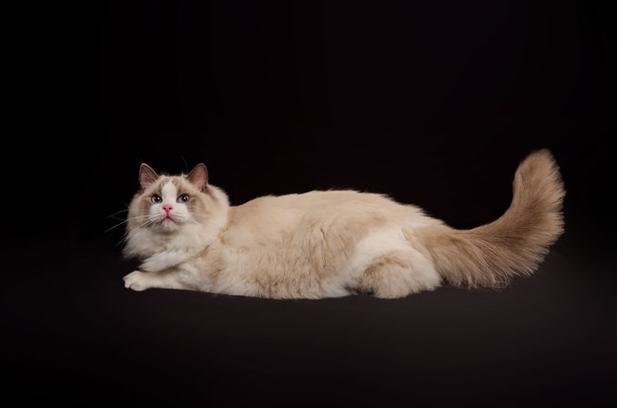 Purebred Ragdoll cat with fluffy cream and gray coat