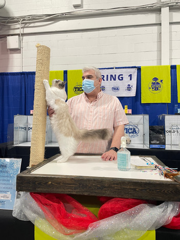 Beautiful Ragdoll cat posing gracefully on show table