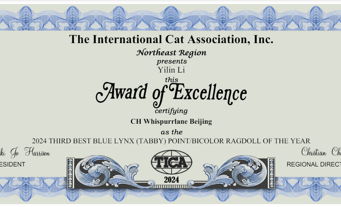 Award-winning Ragdoll King with championship pedigree