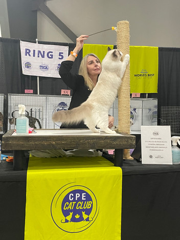 Judge inspecting long-haired Ragdoll cat during contest