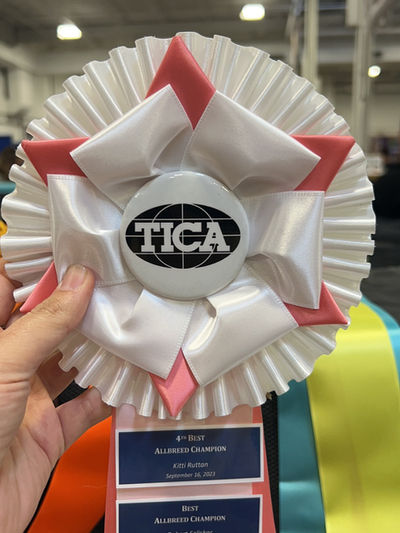 CFA-registered Ragdoll kittens available