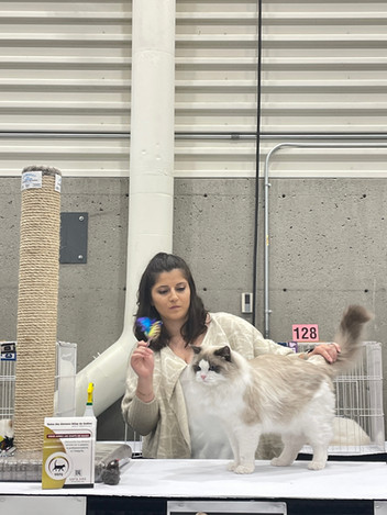 Ragdoll cat grooming demonstration