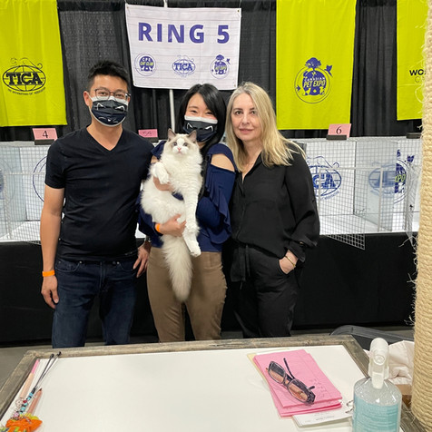 Blue point Ragdoll demonstrating gentle temperament