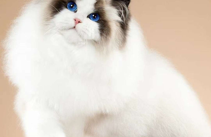 Fluffy Ragdoll kitten with bright blue eyes