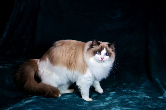 Seal point Ragdoll kittens for sale in Ontario Canada