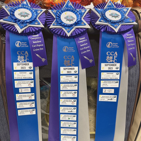 Champion bloodline Ragdoll cat with perfect colorpoint markings