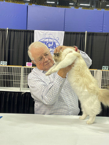 Pair of Ragdoll cats resting in decorated show cage