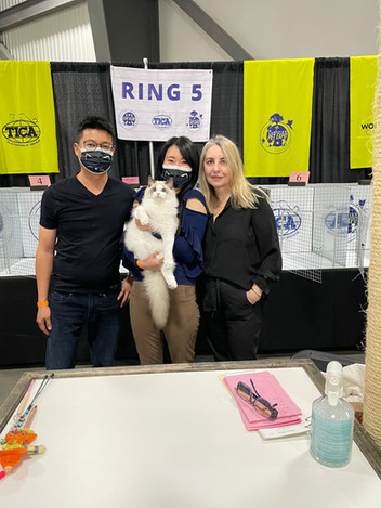 Elegant Ragdoll cat showcased at Canadian cat show