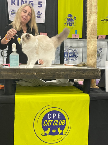 Blue-eyed Ragdoll cat posing for the judges