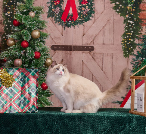 Ragdoll breeder showcasing litter of seal point kittens