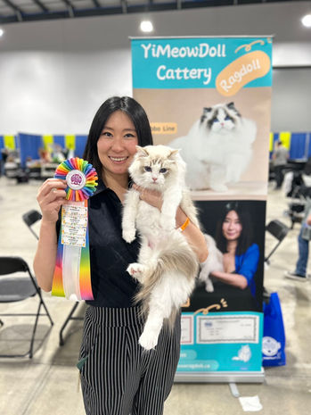 Chocolate lynx point Ragdoll kitten