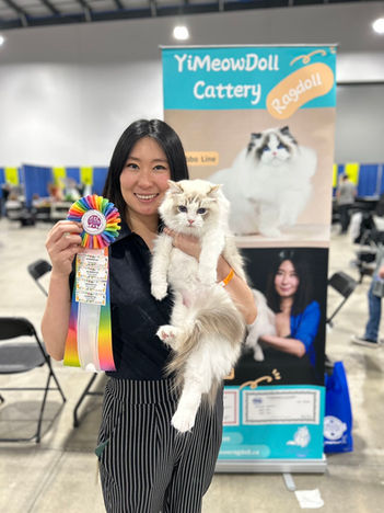 Chocolate lynx point Ragdoll kitten