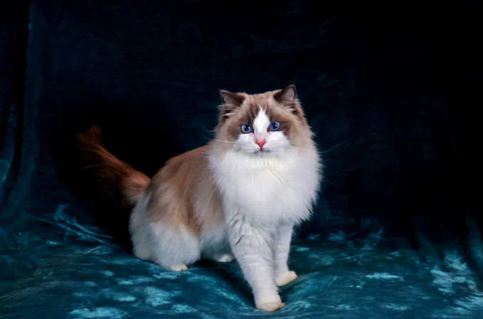 Ontario breeder specializing in affectionate Ragdoll cats