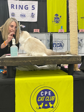 Handler presenting award-winning Ragdoll in show ring
