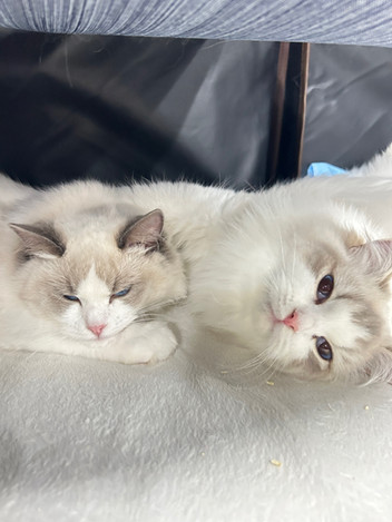 Premium food for Ragdoll cats
