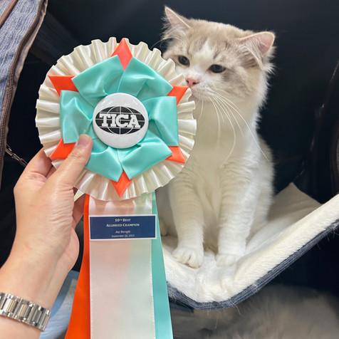 Show-quality bicolor Ragdoll cat with stunning blue eyes