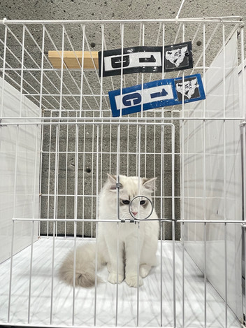 CCA-AFC certified Ragdoll kitten with pedigree papers