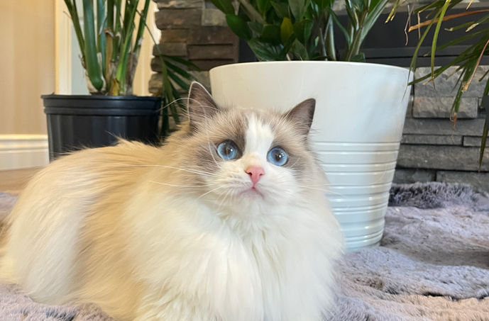 De-matting services Brampton - pain-free grooming for long-haired cats