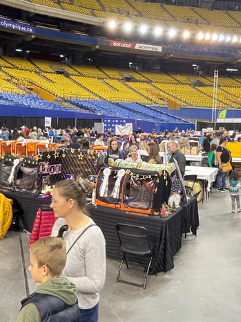 Ragdoll cat standing proudly on judging platform