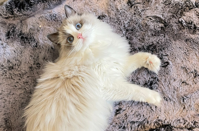 Cat stretching exercises - Ontario physio tips for mobility