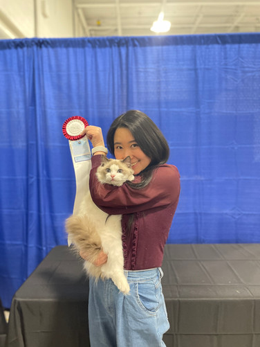 Award-winning Ragdoll cat sitting next to its trophy