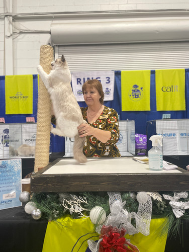 Cat show judge awarding a ribbon to a Ragdoll