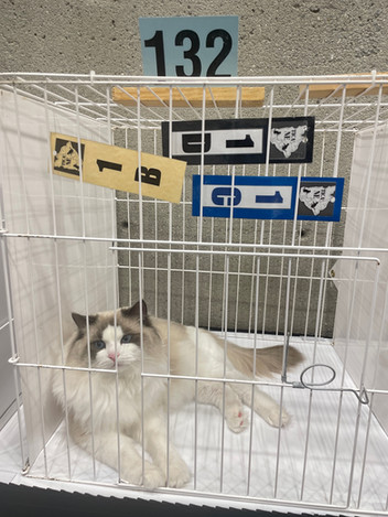 Ragdoll kitten playing with toys