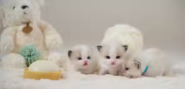 CFA-registered Ragdoll cat with perfect blue eyes and color points