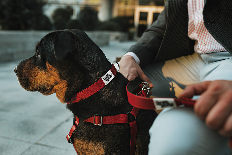 Dog with red leather collar and leash, Swank & Swish Canine Couture