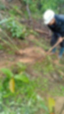 Trồng tre để bảo vệ hành lang ven suối (Planting bamboo to protect the stream corridor)