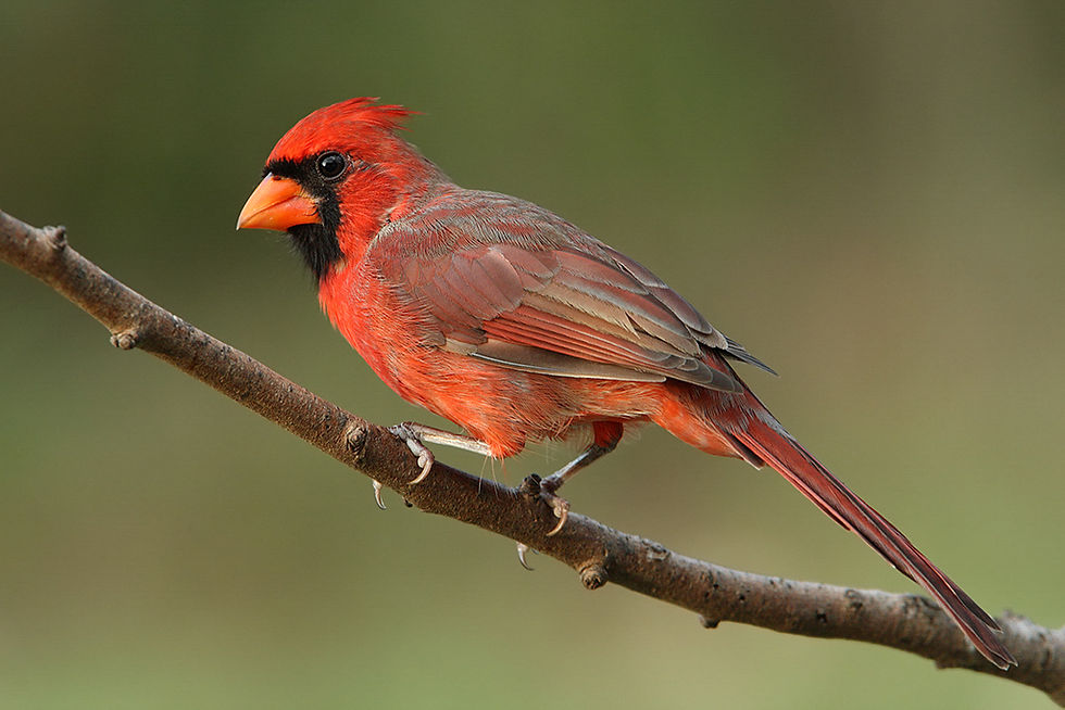 Birdwatching is beautiful here