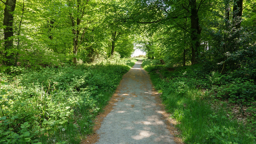 Some welcome shade at the side of Okeford Hill