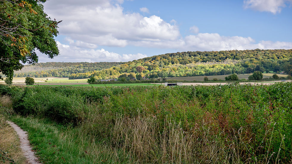 Lovely colours of the trees