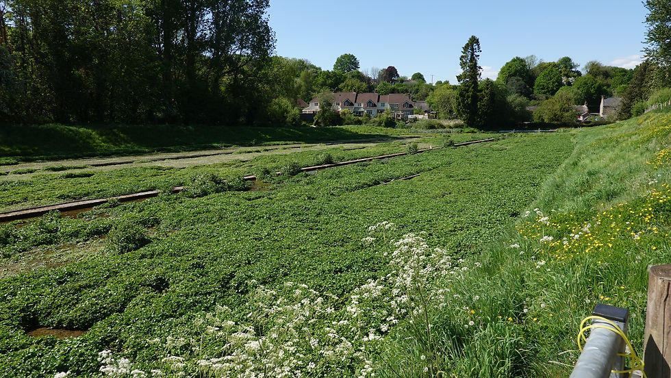 Ludwell Watercress Farm