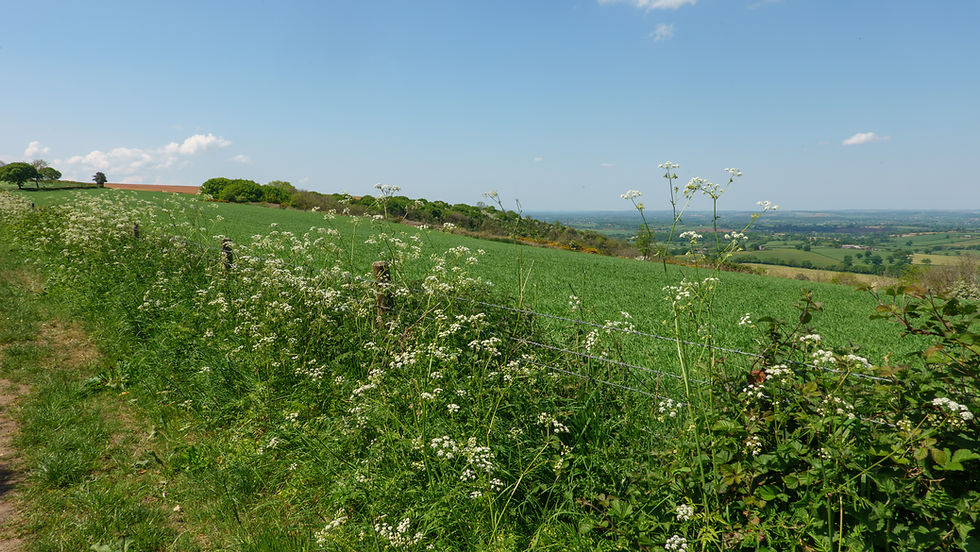 Walking towards Okeford Hill