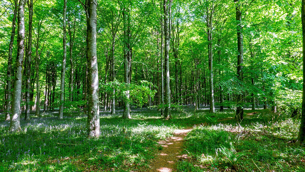 Bluebell Heaven!