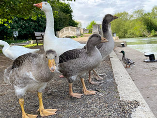 IA-0013 - Inquisitive geese at Iffley Lock.JPEG