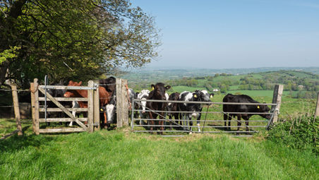Stage 2 - Wessex Ridgeway -  Thorncombe to Beaminster - April 29th 2025