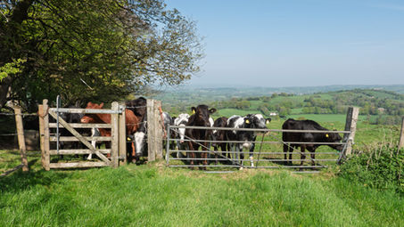Stage 2 - Wessex Ridgeway -  Thorncombe to Beaminster - April 29th 2025