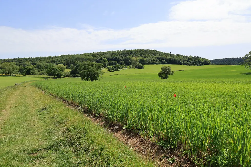 Looking back towards Wardour Forest
