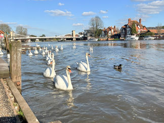 WH2022-115 - Marlow.jpg