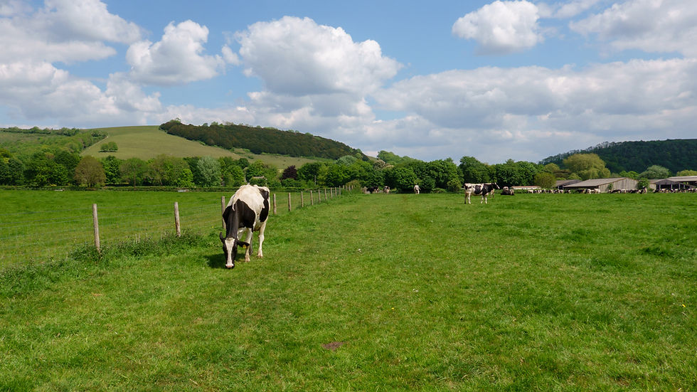 Path passes across this field at Hanford Farm
