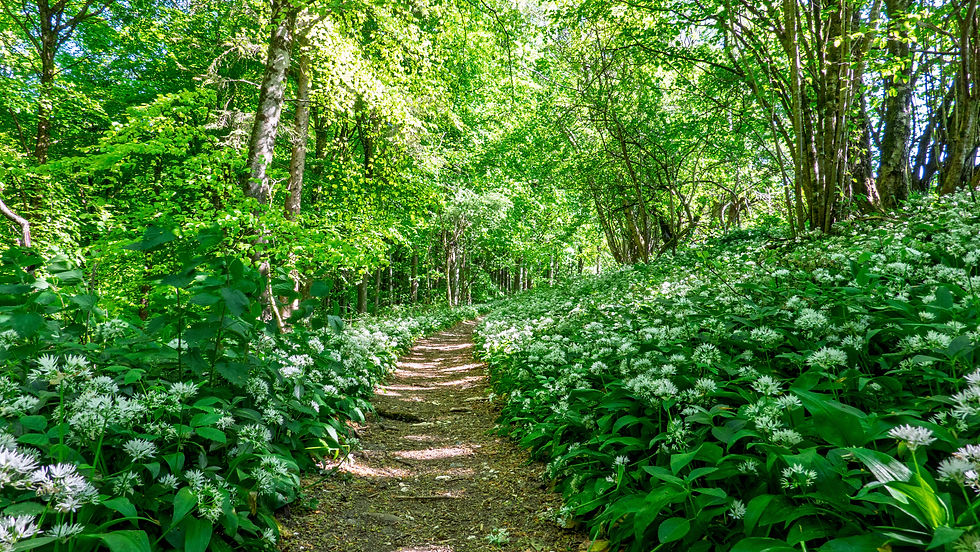 Wild garlic for starters