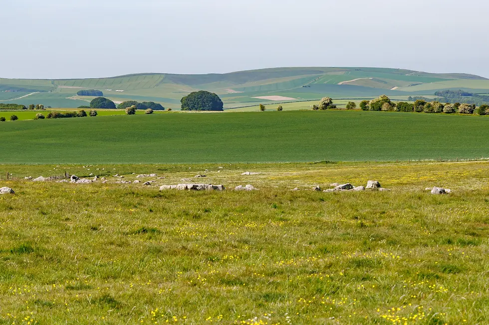 I'm not alone - from a distance these stones looked like sheep!