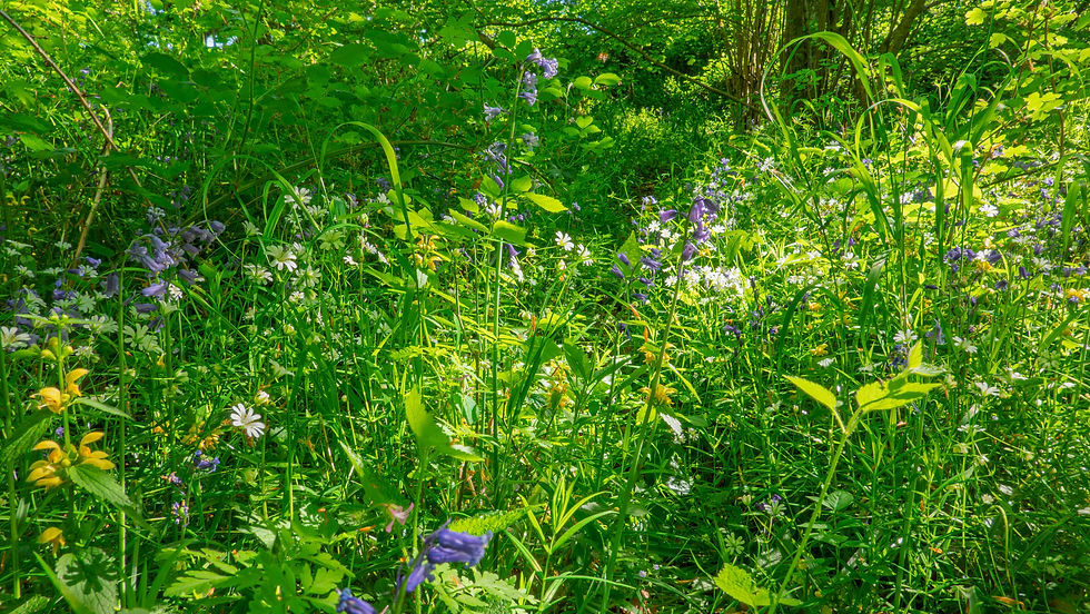 Plenty of different spring flowers